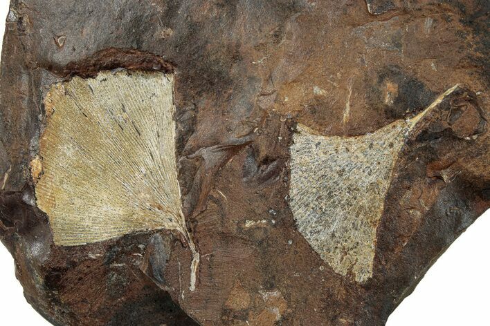 Two Paleocene Fossil Ginkgo Leaves - North Dakota #270198